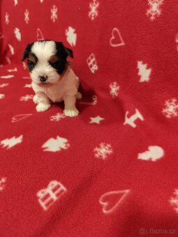 Jorkšírský terier bez PP - 4