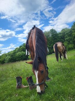 Klisna 17 let kríženec - 4