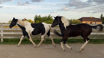Americký pait horse - 4