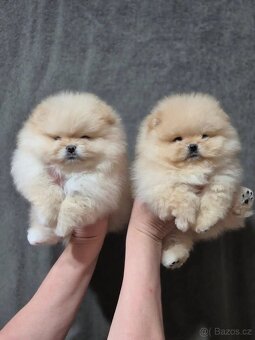Štěňata pomeranského ovčáka - 4