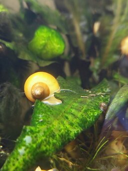 Akvarijní šneci - Ampulárie žlutá - 4
