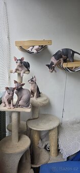 DON Sphynx - 4