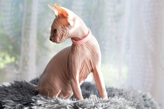 Kanadský sphynx kočička - 4