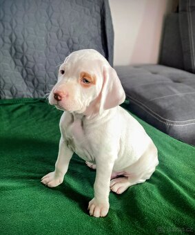 Bourbonský ohař - štěně s PP - 4