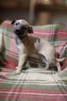 Whippet,  Vipet, bez pp - 4