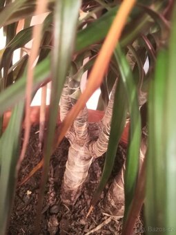 dracena, pokojová - 4