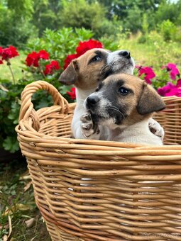 Štěňata Jack Russel Teriér na prodej - kluci - 4