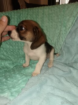 Štěňátka kříženci čivavy a jezevčíka ( chiweenie ) - 4