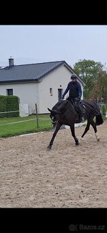 Trenér, příprava na ZZVJ, pronájem jízdárny - 4