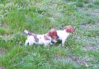 Jack russell terier krásná fenečka na odběr - 4