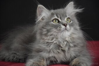 Sibiřské kotě s PP - 4