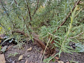 Rozmarýn - velký keř - 4