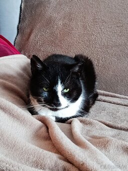 Kocour "Jin a Jang" - 4