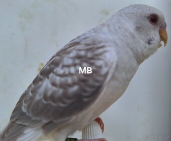 Andulky BFBW a blackwing čiernokridle - 4