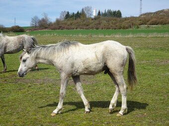 Prodám hřebečka Welsh pony, sekce B s PP. - 4