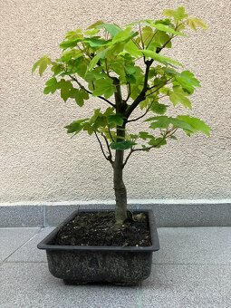 Bonsai, Bonsaj, jamadori, javor klen - 4