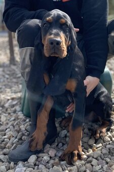 Black and Tan Coonhound – pejsek s PP - 4
