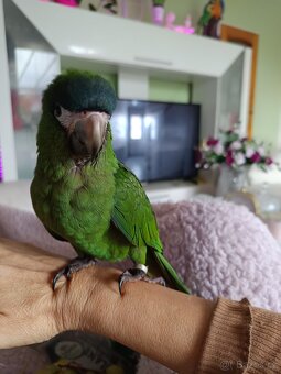 Ara nobilis ručně dokrmena - 4