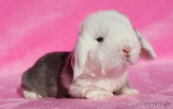 Zakrslí beránci NHD samečci . - 4