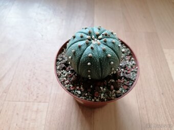 Hezký beztrnný kaktus Astrophytum Asterias Mexiko USA - 4