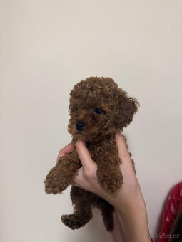 Toy pudl dívka - 4
