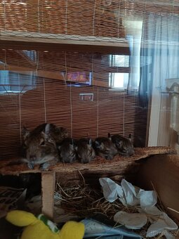 Osmak degu - 4