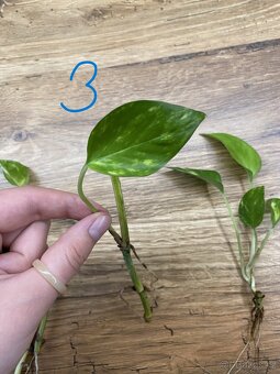 Epipremnum aureum - zakořeněné řízky - 4