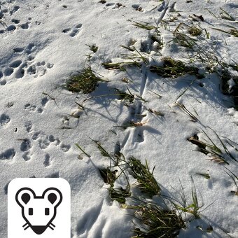 🐀 Deratizace, Dezinsekce, Dezinfekce, Ochrana proti ptactvu - 4