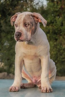 American Bully XL - 4