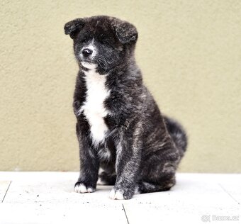 Japonská AKITA INU ŠTĚNĚ s průkazem původu - 4