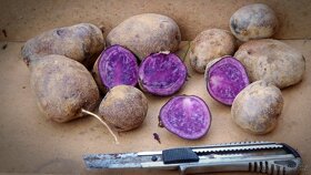 Fialové brambory BLUE STAR - 4