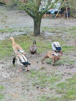 Indický běžec - 4