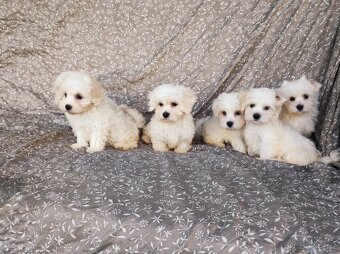 Maltézský psík - 4