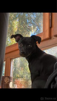 Prodám Jack Russell x Německý pinč - 4