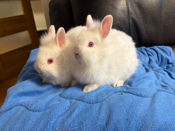 Zakrslý králík 2 sameček lvíček ♥️ - 4