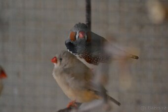 Zebřičky, holoubek diamantový - 4