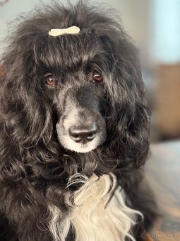 Portugalský vodní pes - 4