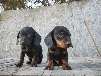 Jezevčík trpasličí - 4