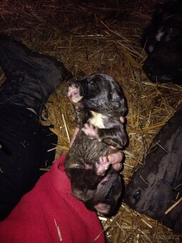 Kavkazský pastevecký pes - 4