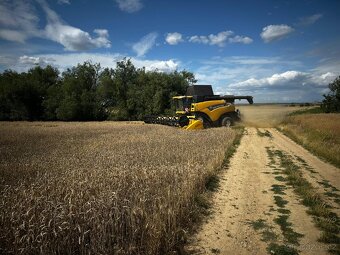 Sklizeň obili - 4