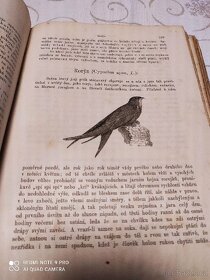 Kniha naši ptáci Dr. František Bayer r.1888 - 4