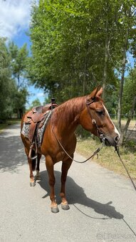 Qh klisna reining - 4