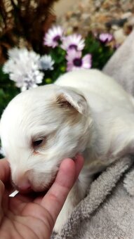 Nabízím štěňátka křížence jack russel - 4