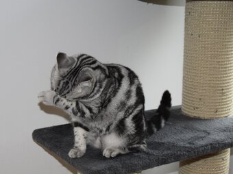 Britské kotě s PP možno dovézt 24.10 do Prahy - 4