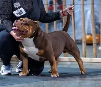 American bully - 4