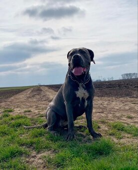 Pes Cane Corso s PP 9 týdnů - 4