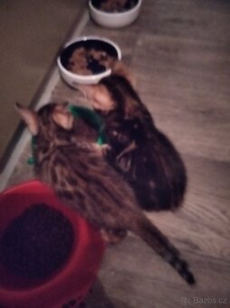 Bengálské koťátka s PP - 4