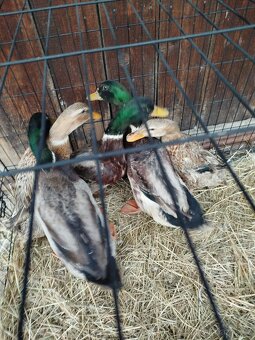 Kachny a kačery - 4