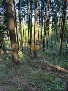 Prodej lesní pozemek Ludkovice, CP 5697 m2 - 4