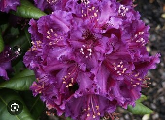Rododendron fialový velkokvětý - 4